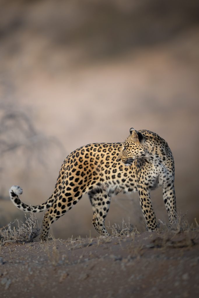 LION-KALAHARI-PHOTO-TOUR-south-africa-desert-Leopardo-in-movimento