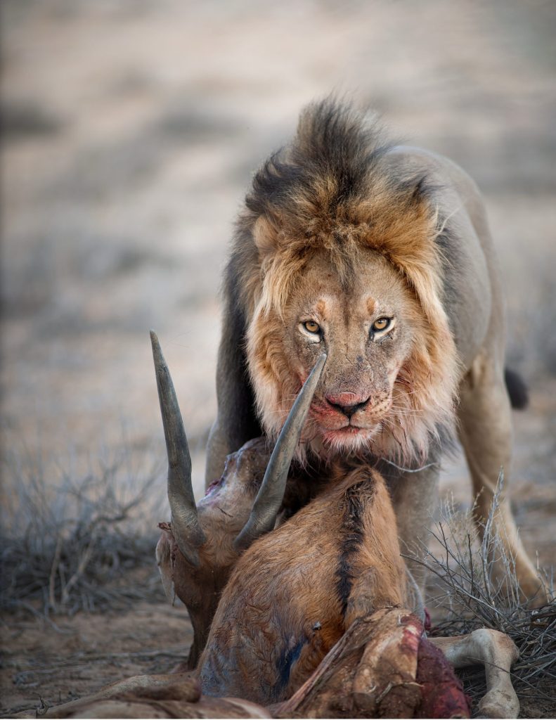 LION-KALAHARI-PHOTO-TOUR-south-africa-desert-leone-con-la-sua-preda