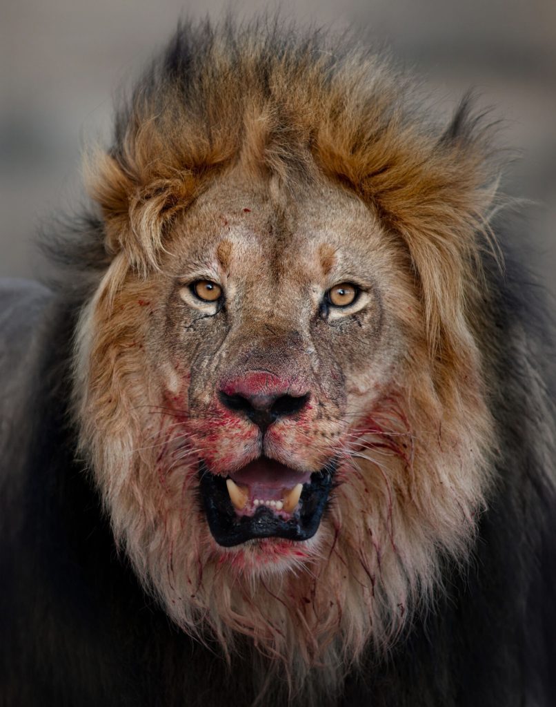 LION-KALAHARI-PHOTO-TOUR-south-africa-desert-leone-insanguinato-con-preda