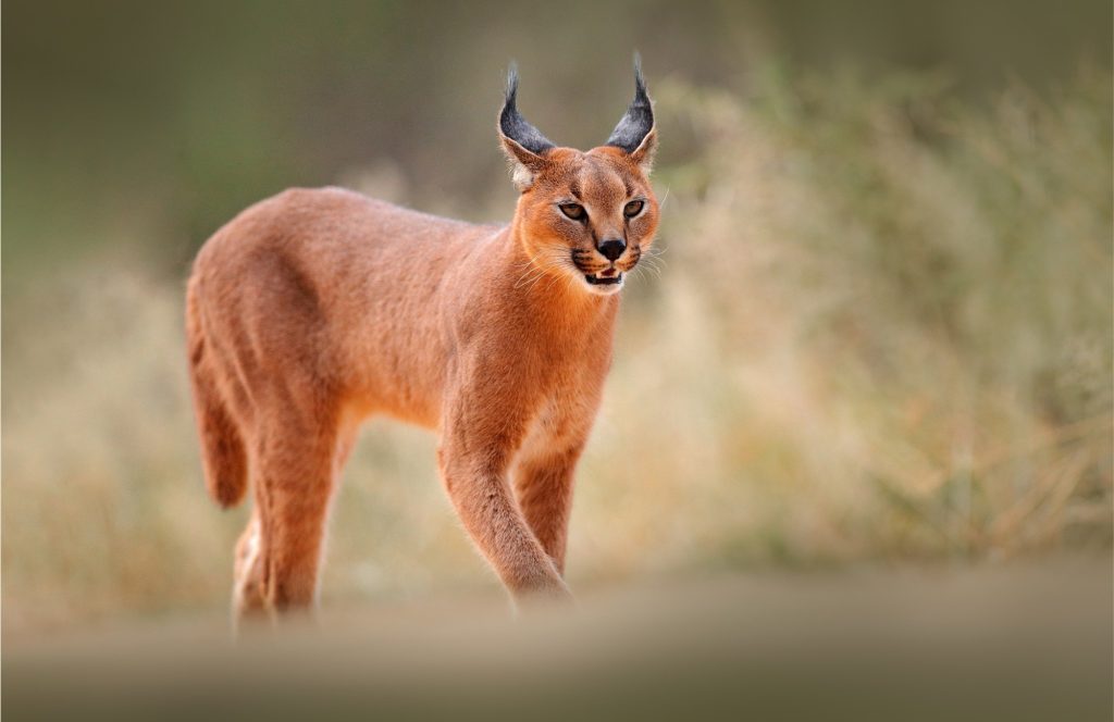 LION-KALAHARI-PHOTO-TOUR-south-africa-desert-caracal-del-deserto