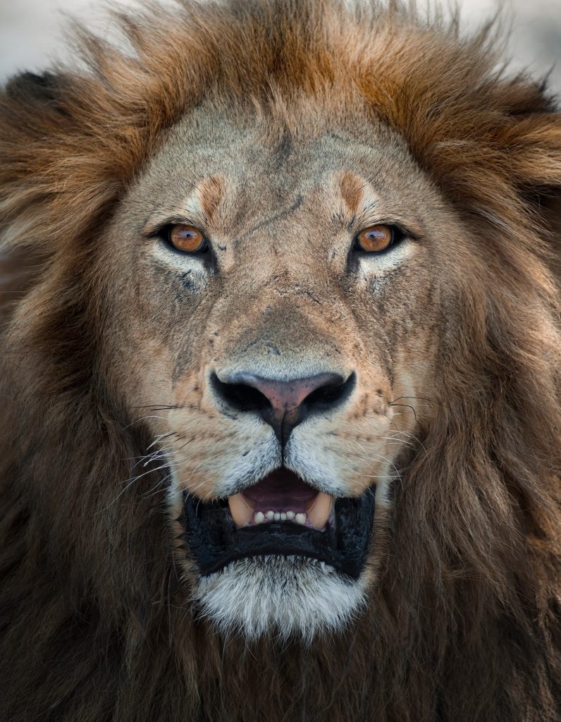 LION-KALAHARI-PHOTO-TOUR-south-africa-desert-leone-close-up-primo-piano