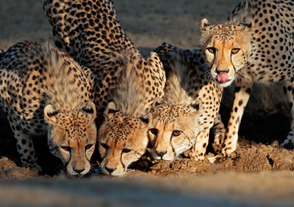 LION-KALAHARI-PHOTO-TOUR-south-africa-desert-bramco-di-ghepardi