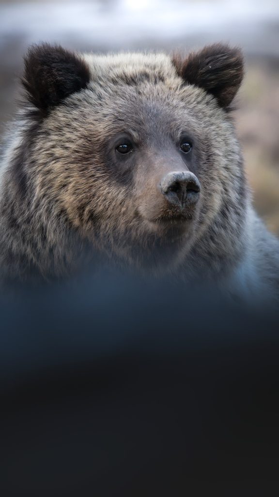 Yellowstone & Grand Teton-tour-fotografico-america-wild-life-grizzly