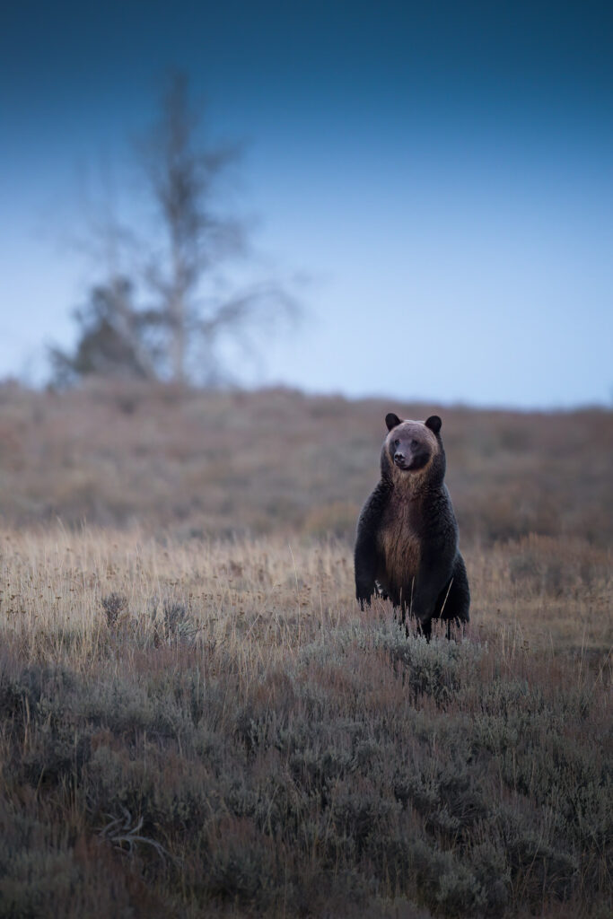 tour-fotografico-yellowstone-grand-teton-fotografia-naturalistica-grizly-in-piedi