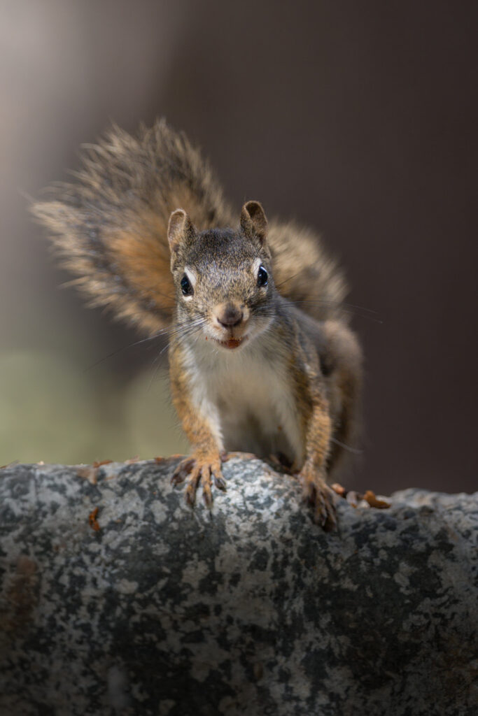 tour-fotografico-yellowstone-grand-teton-fotografia-naturalistica-scoiattolo