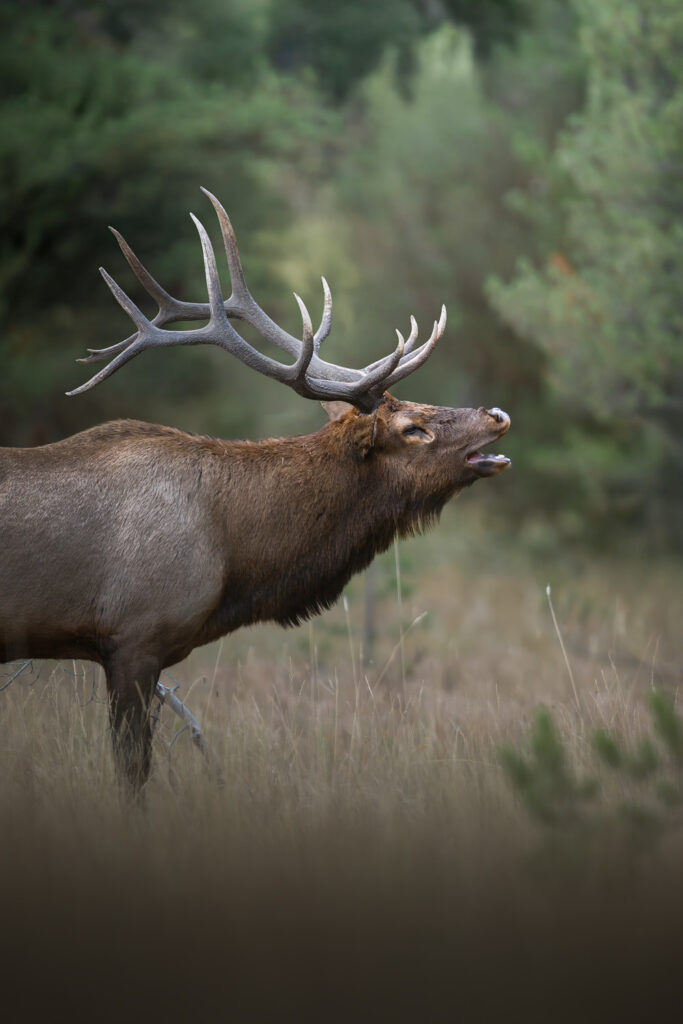 tour-fotografico-yellowstone-grand-teton-fotografia-naturalistica-elk-bramido
