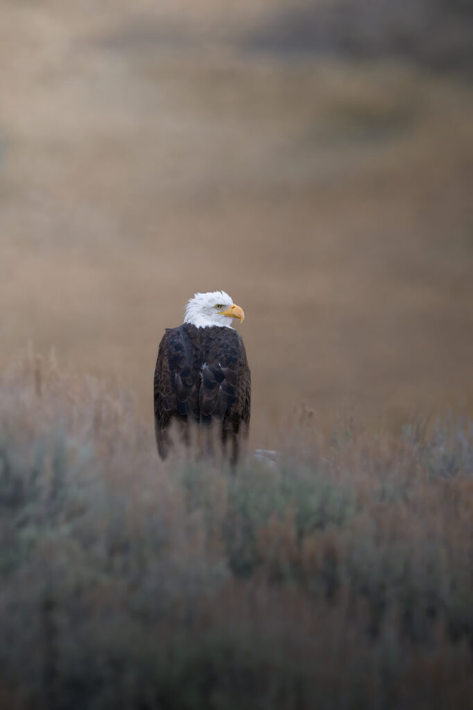 tour-fotografico-yellowstone-grand-teton-fotografia-naturalistica-aquila-testa-bianca-americana