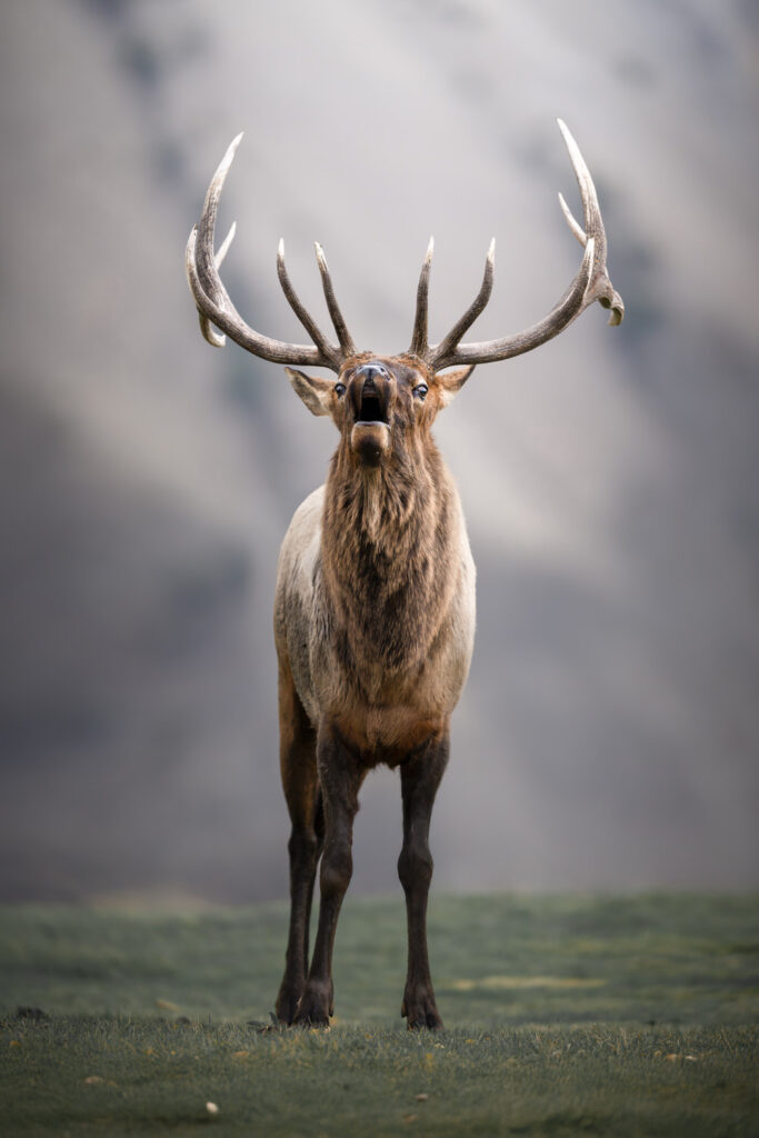 tour-fotografico-yellowstone-grand-teton-fotografia-naturalistica-elk-americano-che-bramisce