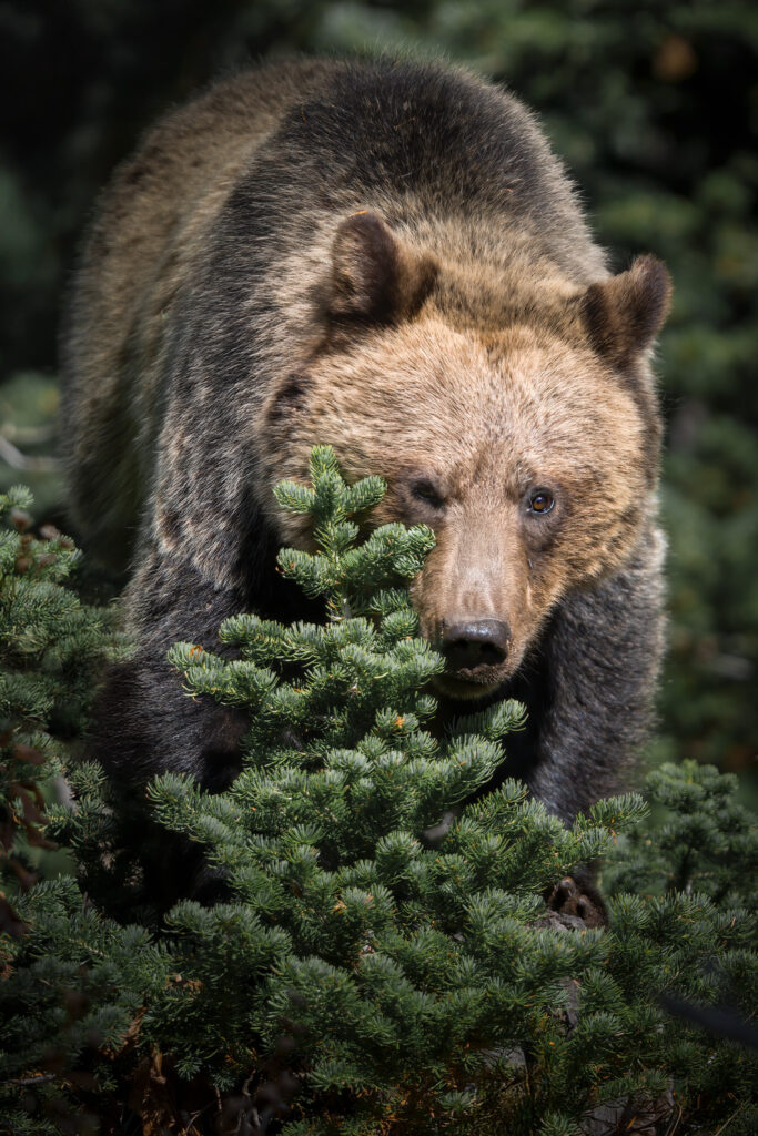 tour-fotografico-yellowstone-grand-teton-fotografia-naturalistica-grizly