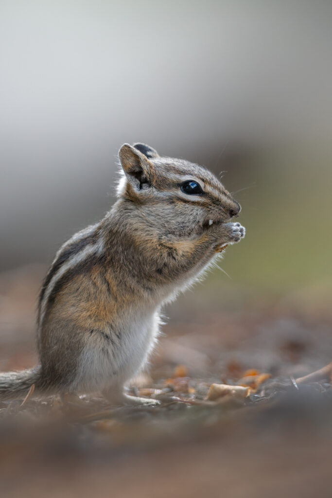 tour-fotografico-yellowstone-grand-teton-fotografia-naturalistica-scoiattolo