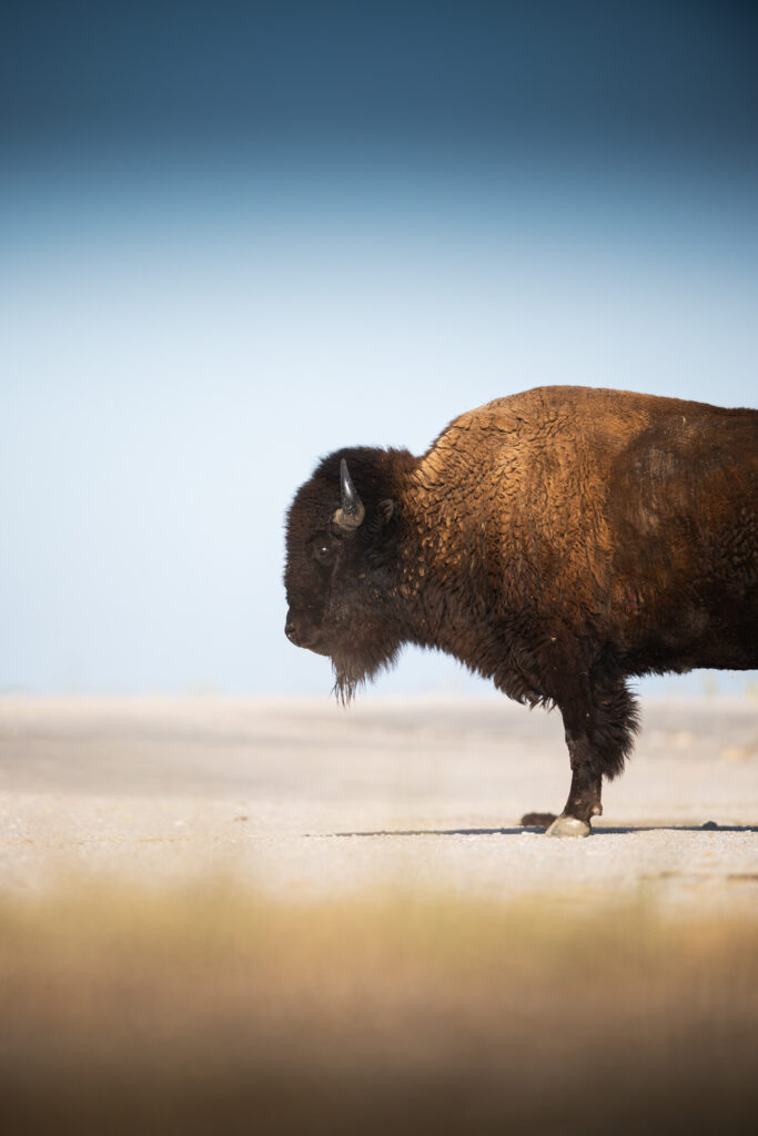 tour-fotografico-yellowstone-grand-teton-fotografia-naturalistica-bisonte