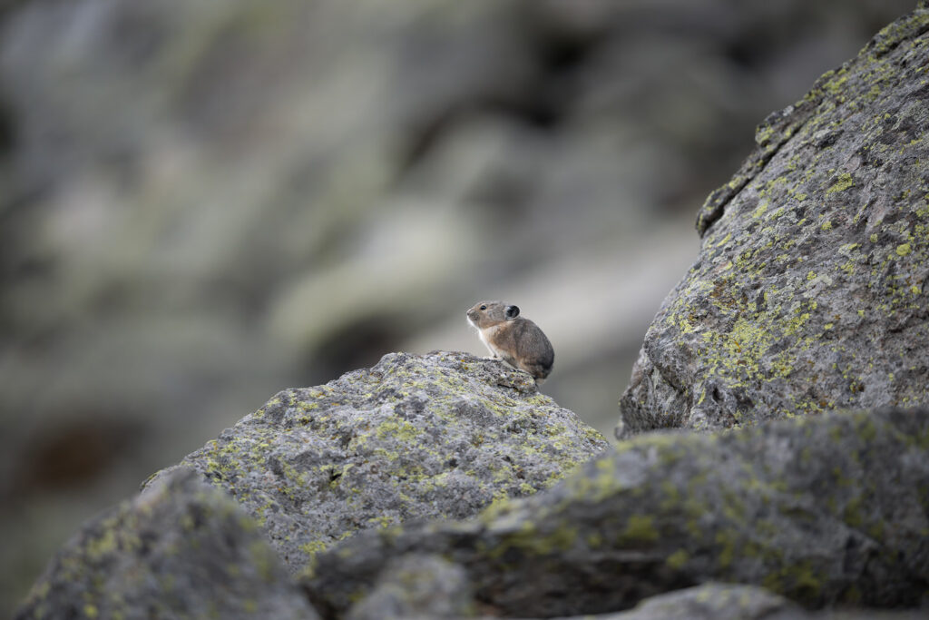 tour-fotografico-yellowstone-grand-teton-fotografia-naturalistica-pica