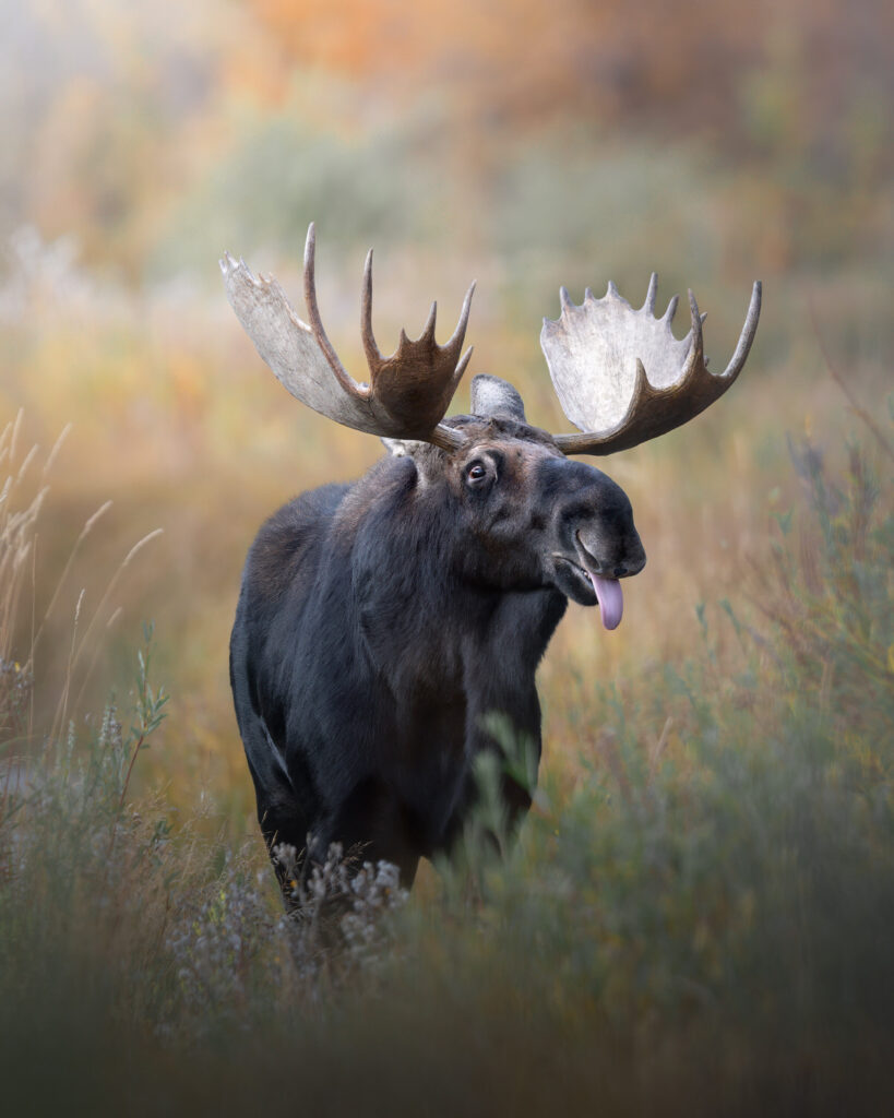 tour-fotografico-yellowstone-grand-teton-fotografia-naturalistica