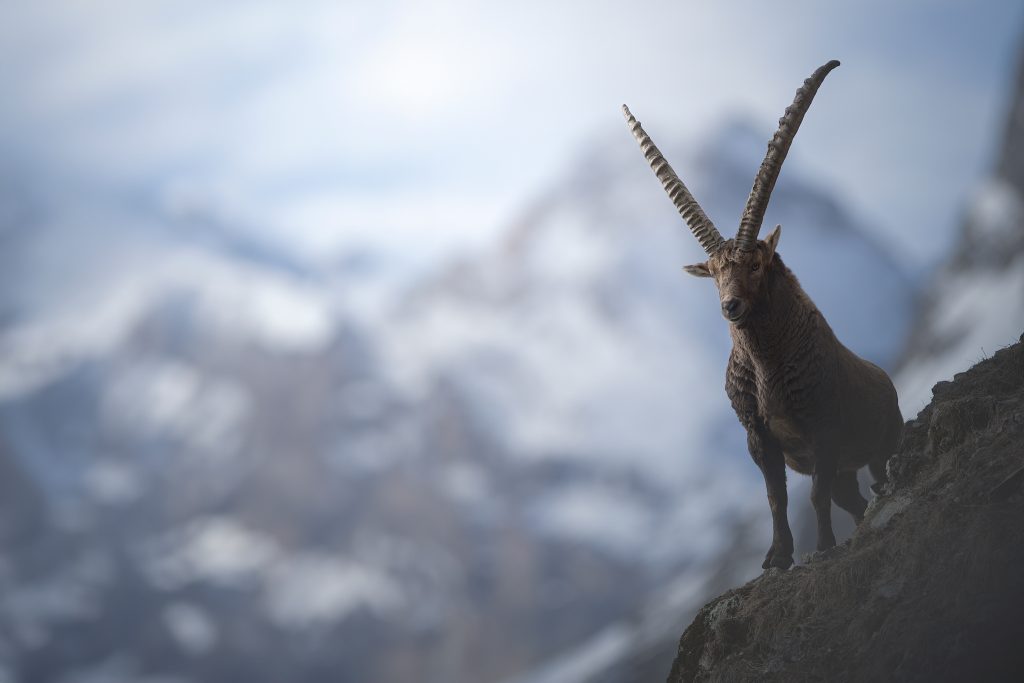 WORKSHOP-FOTOGRAFICO-WINTER-GRAN-PARADISO-parco-nazionale-fotografia-ambietata-stambecco-paesaggio