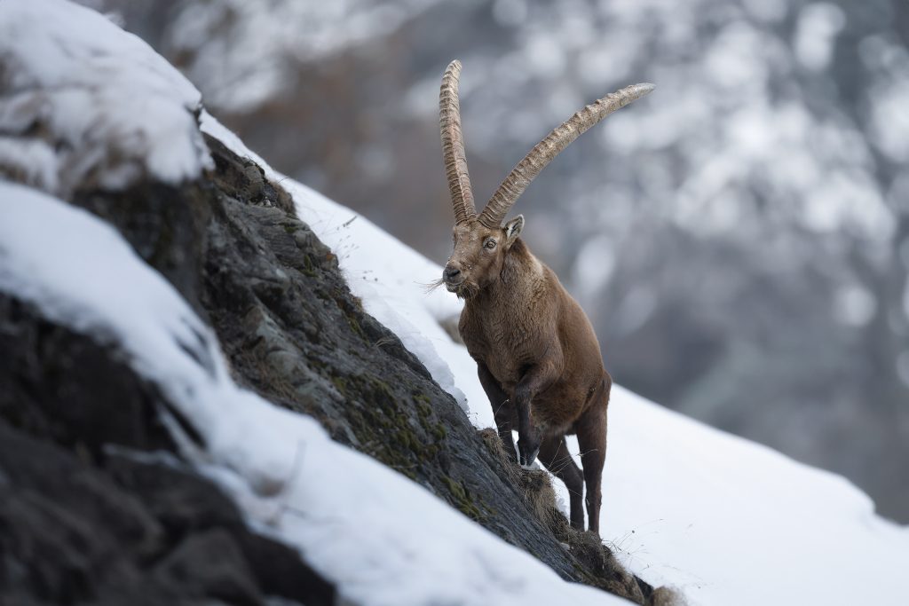 WORKSHOP-FOTOGRAFICO-WINTER-GRAN-PARADISO-stambecco-neve-inverno-corna-lunghe