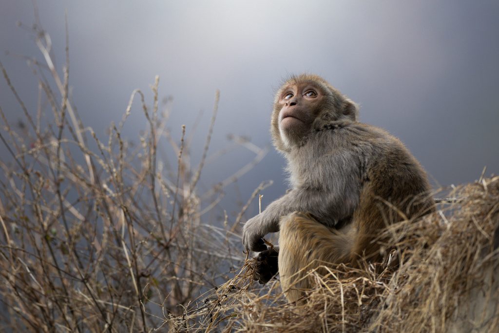 Snow-Leopard-Expedition-tour-fotografico-india-leopardo-delle-nevi-scimmia