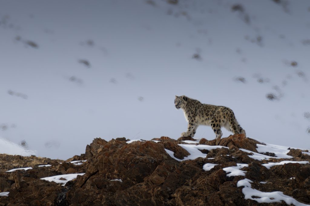 Snow-Leopard-Expedition-tour-fotografico-india-leopardo-delle-nevi-che osserva