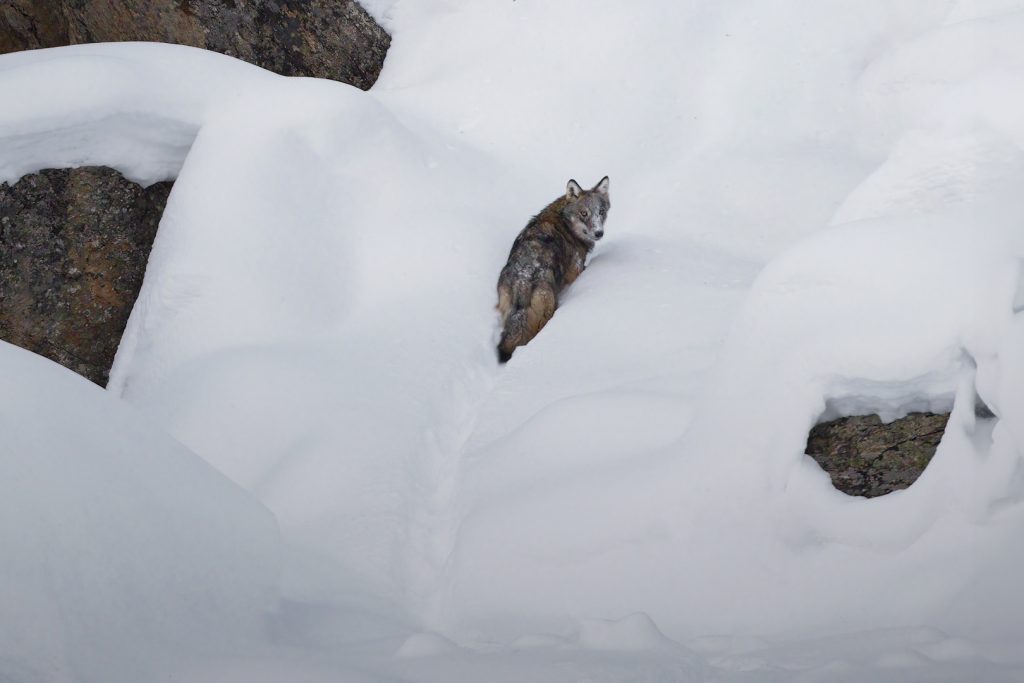 WORKSHOP-FOTOGRAFICO-WINTER-GRAN-PARADISO-parco-nazionale-lupo-nella-neve