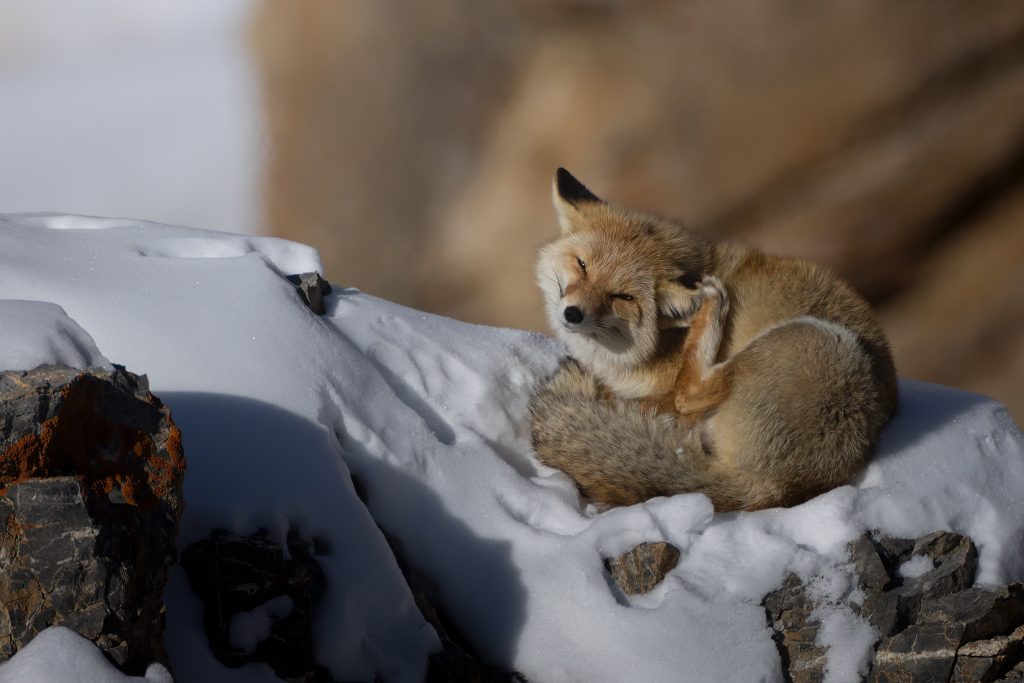 Snow-Leopard-Expedition-tour-fotografico-india-leopardo-delle-nevi-volpe