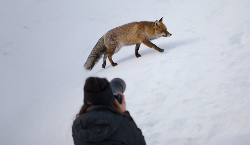 WORKSHOP-FOTOGRAFICO-WINTER-GRAN-PARADISO-fotografia-wild-life-backstage