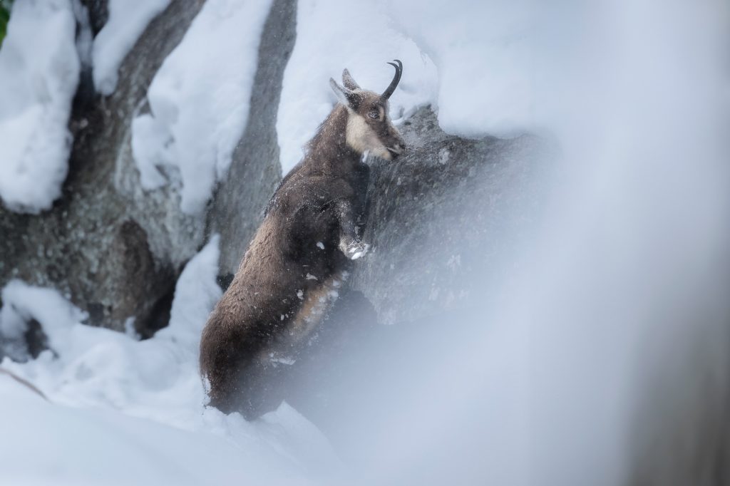 WORKSHOP-FOTOGRAFICO-WINTER-GRAN-PARADISO-parco-nazionale-camoscio-alpino-che-cammina-nella-neve