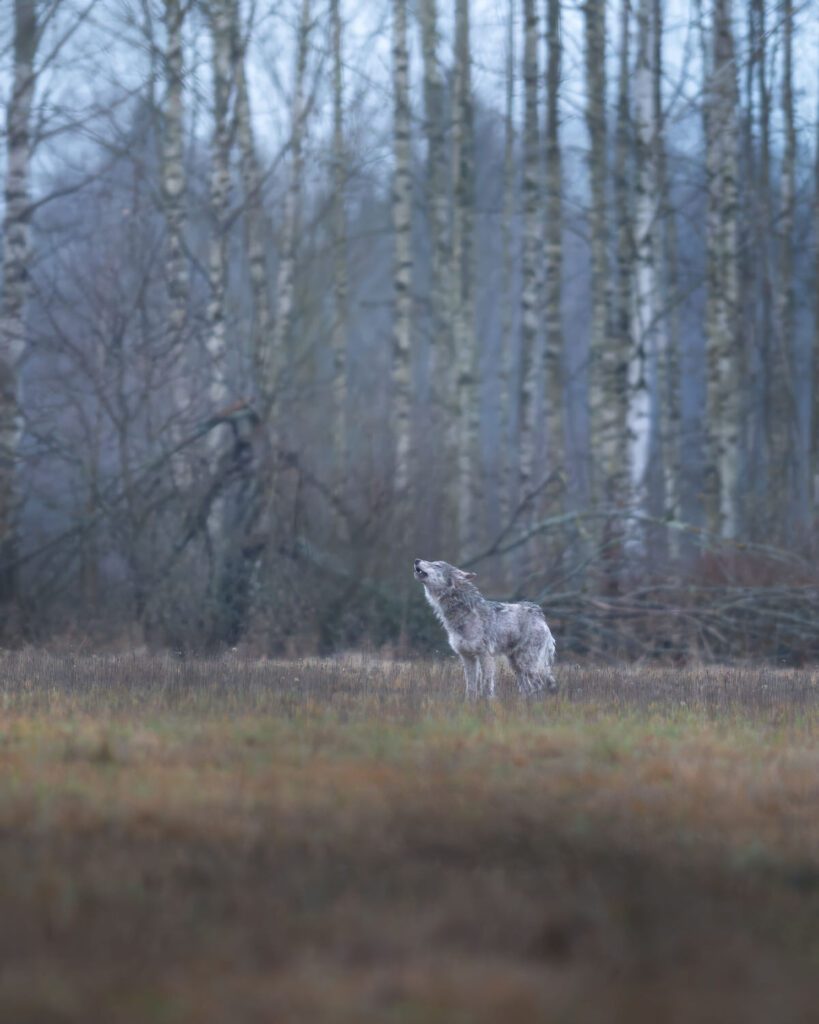BISON-EXPEDITION-POLONIA-tour-fotografico-wild-life-bisonte-europeo-giovane-in-movimento