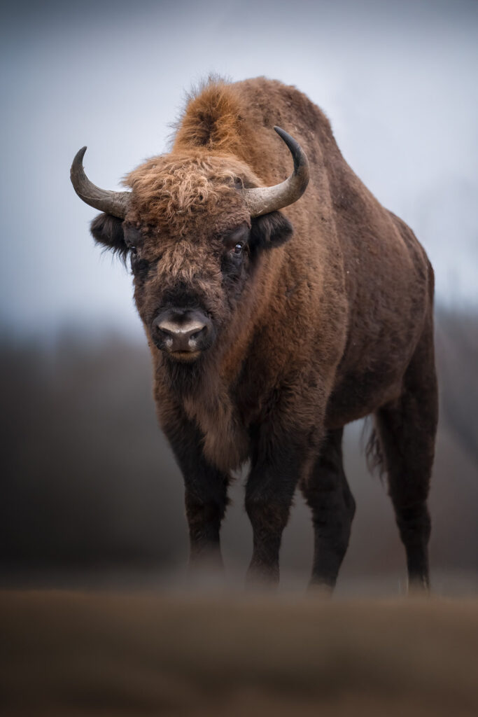 BISON-EXPEDITION-POLONIA-tour-fotografico-wild-life-bisonte-europeo-giovane-in-movimento
