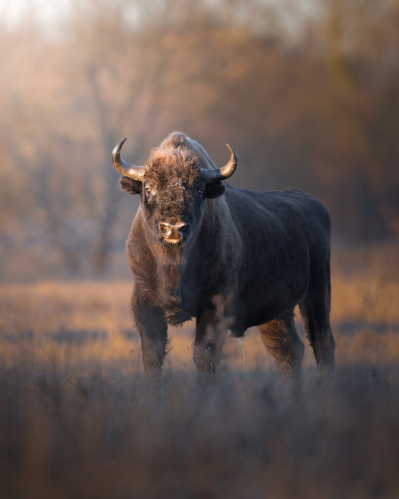 BISON-EXPEDITION-POLONIA-tour-fotografico-wild-life-bisonte-europeo-giovane-in-movimento