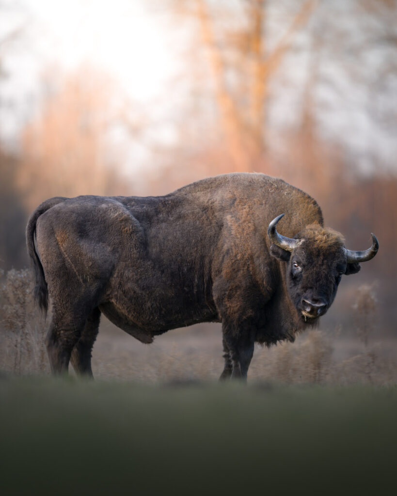 BISON-EXPEDITION-POLONIA-tour-fotografico-wild-life-bisonte-europeo-giovane-in-movimento