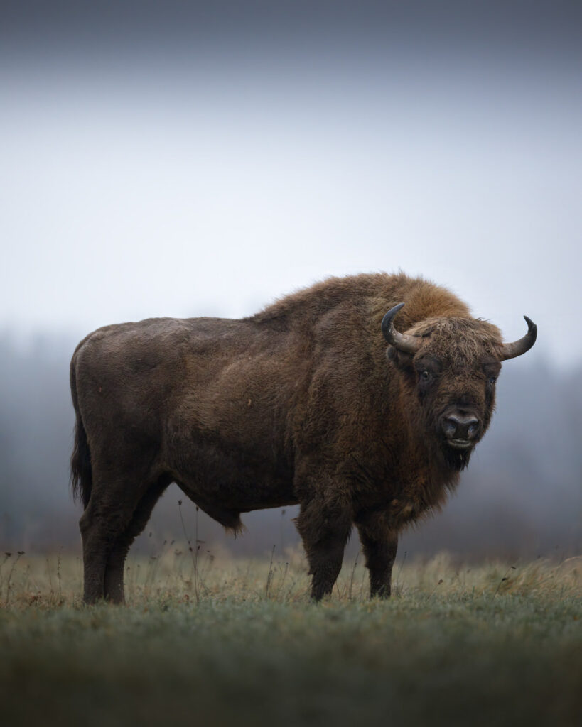 BISON-EXPEDITION-POLONIA-tour-fotografico-wild-life-bisonte-europeo-giovane-in-movimento