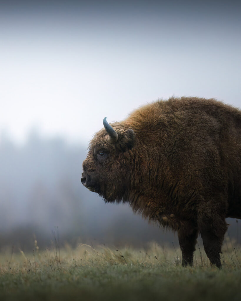 BISON-EXPEDITION-POLONIA-tour-fotografico-wild-life-bisonte-europeo-giovane-in-movimento