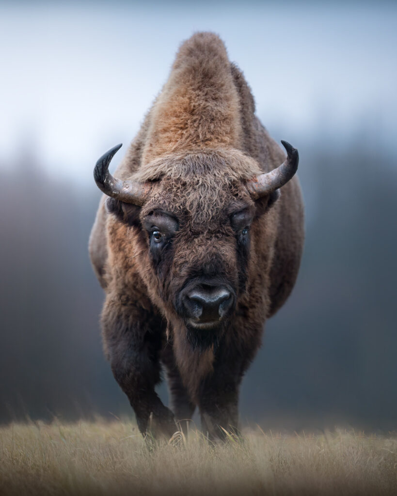 BISON-EXPEDITION-POLONIA-tour-fotografico-wild-life-bisonte-europeo-nella neve