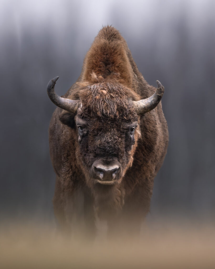 BISON-EXPEDITION-POLONIA-tour-fotografico-wild-life-bisonte-europeo-mentre-nevica