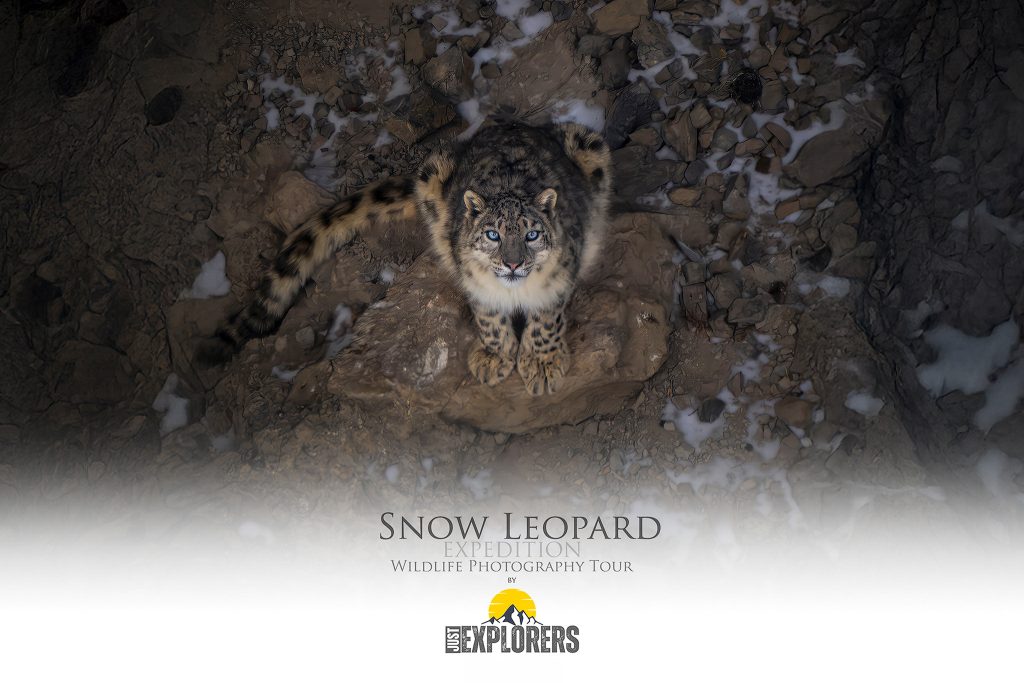 Snow-Leopard-Expedition-tour-fotografico-india-leopardo-delle-nevi-himalaya
