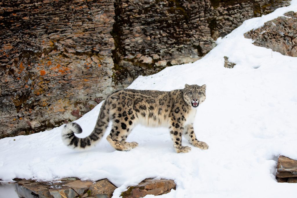 Snow-Leopard-Expedition-tour-fotografico-india-leopardo-delle-nevi-che osserva