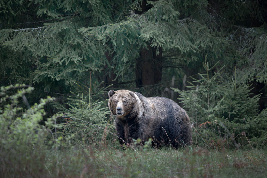 tour-fotografico-wild-bear-slovacchia-fotografia-naturalistica-orso-bruno-che-osserva
