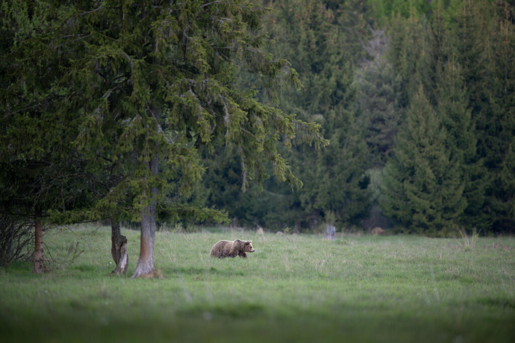 tour-fotografico-wild-bear-slovacchia-fotografia-naturalistica-orso-bruno-ambientata