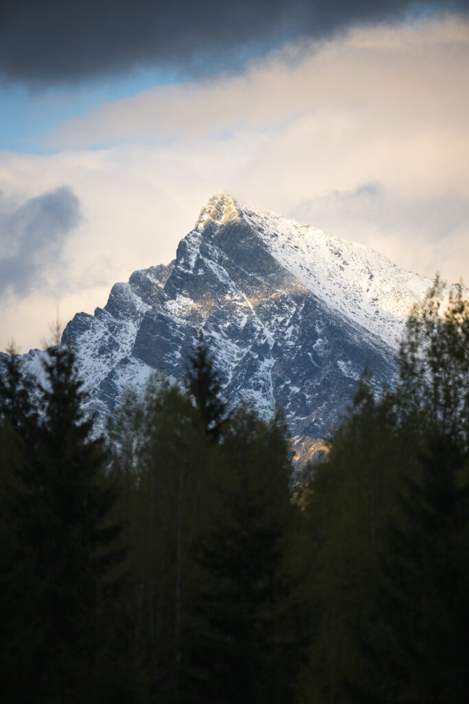 tour-fotografico-wild-bear-slovacchia-fotografia-naturalistica-orso-bruno