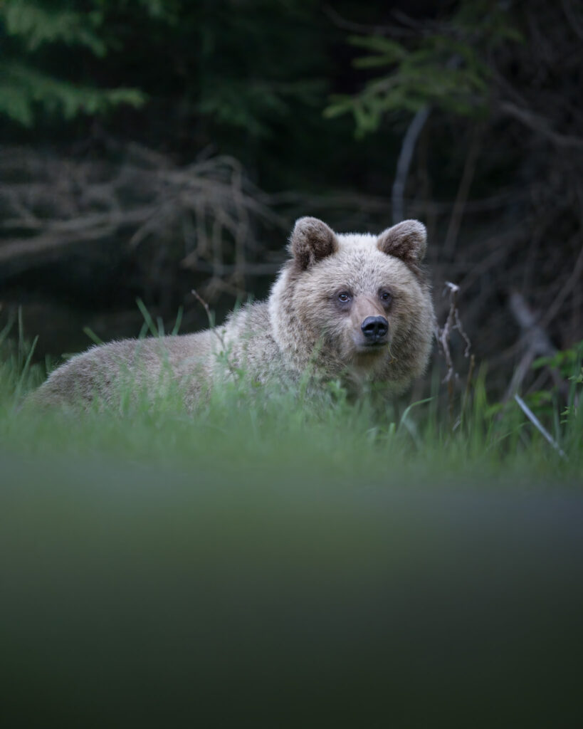 tour-fotografico-wild-bear-slovacchia-fotografia-naturalistica-orso-bruno