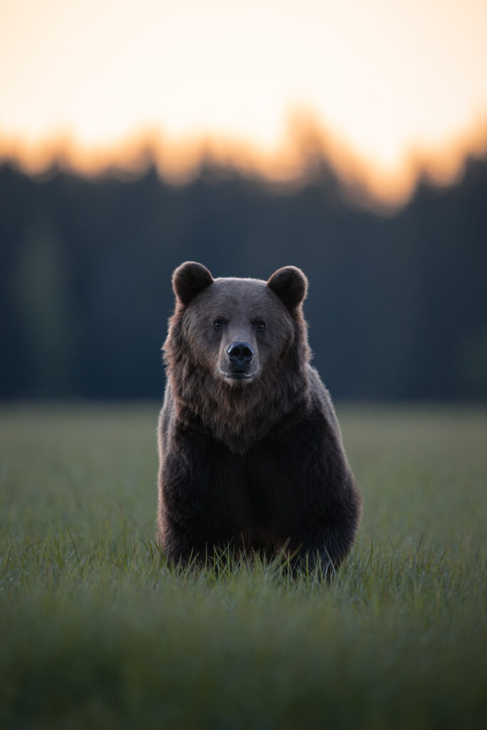 tour-fotografico-wild-bear-slovacchia-fotografia-naturalistica-orso-bruno-che-osserva