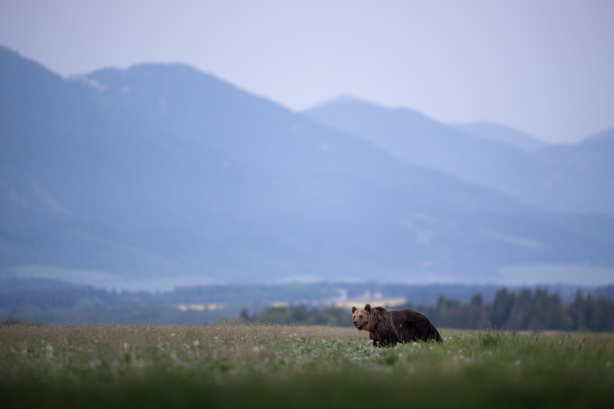 tour-fotografico-wild-bear-slovacchia-fotografia-naturalistica-orso-bruno
