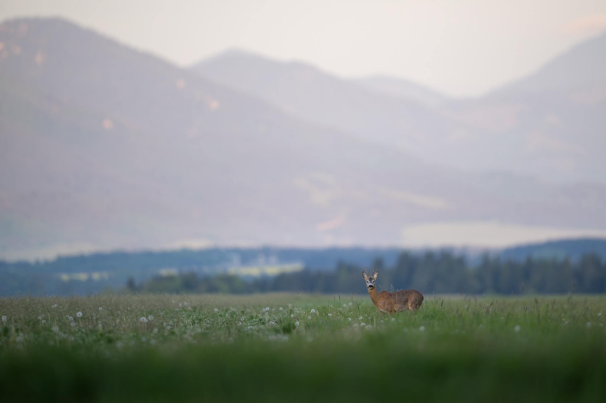 tour-fotografico-wild-bear-slovacchia-fotografia-naturalistica-orso-bruno