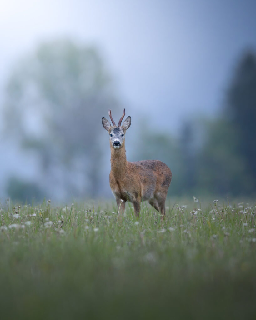 tour-fotografico-wild-bear-slovacchia-fotografia-naturalistica-orso-bruno-capriolo