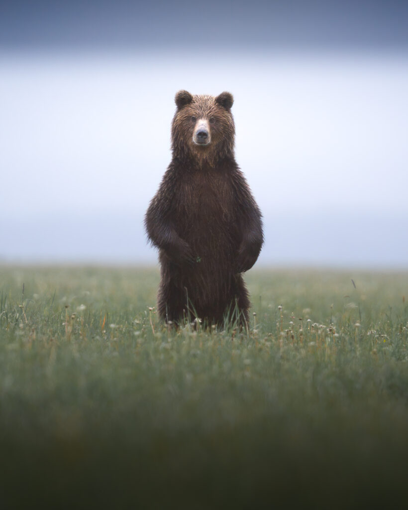 tour-fotografico-wild-bear-slovacchia-fotografia-naturalistica-orso-bruno-che-osserva