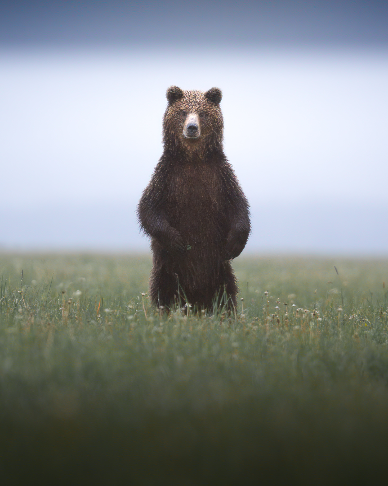 tour-fotografico-wild-bear-slovacchia-fotografia-naturalistica-orso-bruno-che-osserva