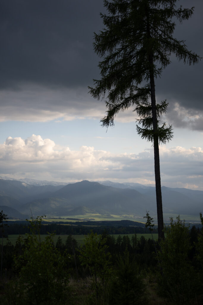 tour-fotografico-wild-bear-slovacchia-fotografia-naturalistica-orso-bruno