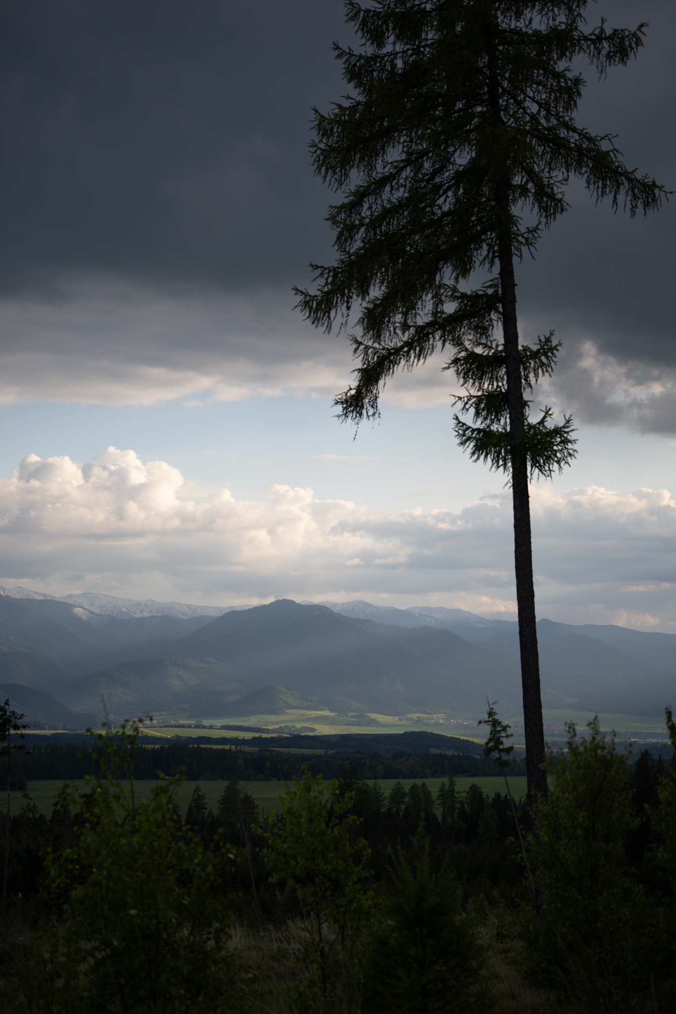 tour-fotografico-wild-bear-slovacchia-fotografia-naturalistica-orso-bruno