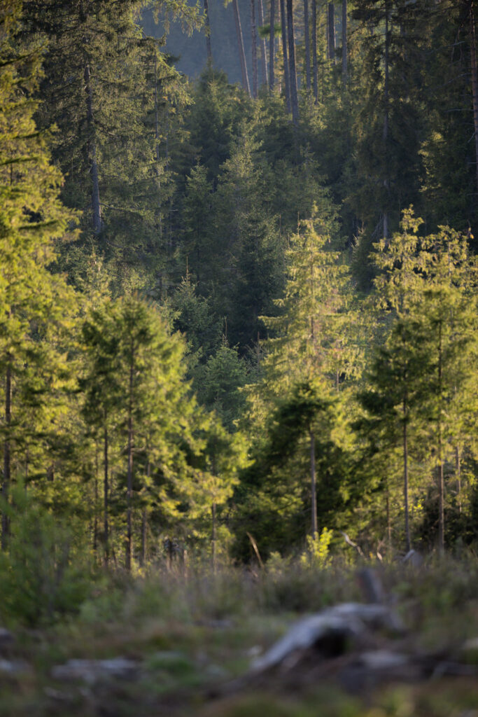 tour-fotografico-wild-bear-slovacchia-fotografia-naturalistica-orso-bruno