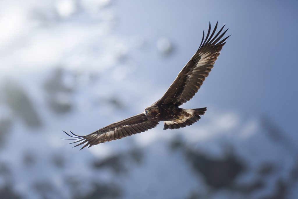 Wild-Italy–Gran Paradiso-national-park-photo-tour