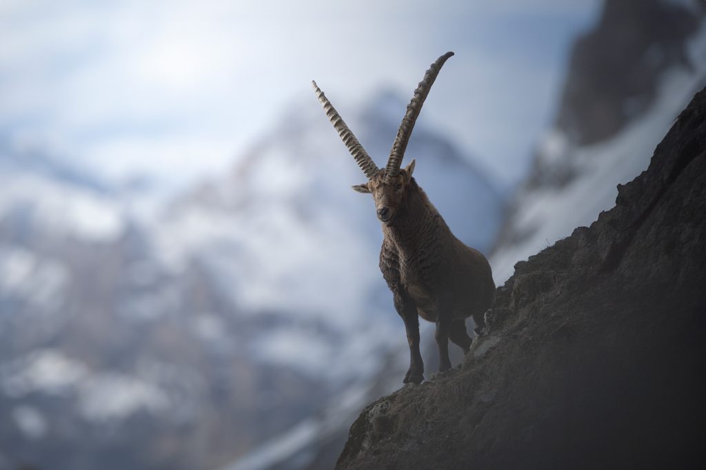 Wild-Italy–Gran Paradiso-national-park-photo-tour